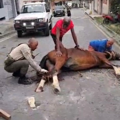 Brigada Florestal de Barra Mansa resgata cavalo preso em buraco no bairro Santa Maria II